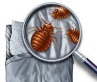 West Palm Beach Bed Bug Exterminators image 3